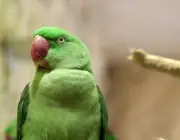 Papagaio Verde 2