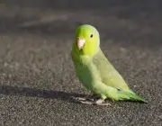 Papagaio Verde 3