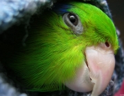 Papagaio Verde 4