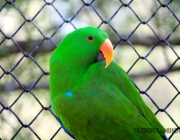 Papagaio Verde 5