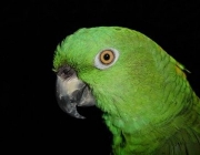 Papagaio Verde 6