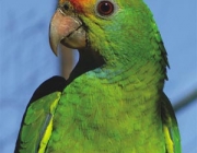 Papagaios Brasileiro 4