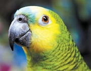 Papagaios Brasileiro 5