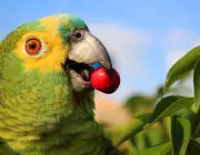 Papagaios Comendo 3