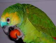 Papagaios Comendo 6