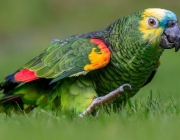 Papagaios da América do Sul 1