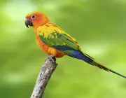 Papagaios da América do Sul 3