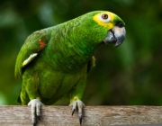 Papagaios da América do Sul 4