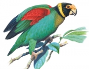 Papagaios da América do Sul 6