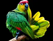 Papagaios do Brasil 1