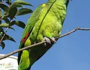 Papagaios do Brasil 2
