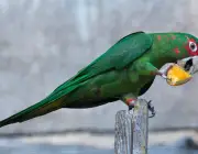 Papagaios do Brasil 4