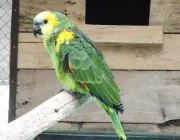 Papagaios Domésticos 3