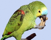 Papagaios se Alimentando 2