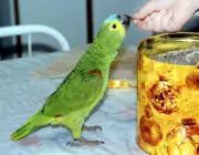 Papagaios se Alimentando 5