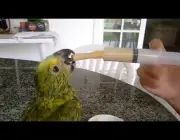 Papagaios se Alimentando 6