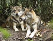 Parentesco dos Lobos Negros 4