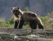 Parque Nacional Glacier - Fauna 1