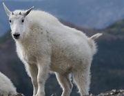 Parque Nacional Glacier - Fauna 3