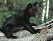 Parque Nacional Glacier - Fauna 6