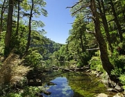 Parque Nacional Huerquehue 2