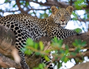 Parque Nacional Leopard 1