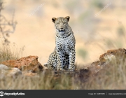 Leopard in National park of Kenya