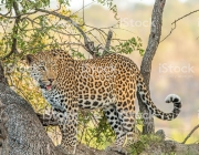 Leopard in a tree in the Kruger National Park, South Africa.