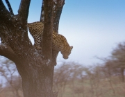 Parque Nacional Leopard 4