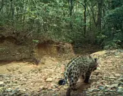 Parque Nacional Leopard 5