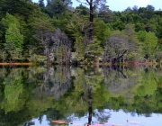 Parque Nacional Puyeue 2