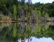 Parque Nacional Puyeue 4