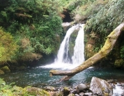 Parque Nacional Puyeue 5