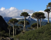 Parque Nacional Villarica 3