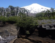 Parque Nacional Villarica 5