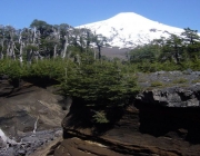 Parque Nacional Villarrica 2
