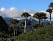 Parque Nacional Villarrica 4