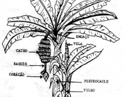 Partes da Bananeira 3