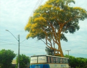 Pau-Amarelo 2