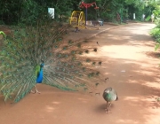 Pavão Acasalando 1