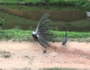 Pavão Acasalando 4