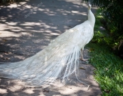 Pavão Albino 3