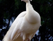 Pavão Albino 4