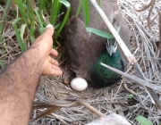 Pavão Chocando Ovo 5