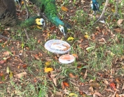 Pavão Comendo 1