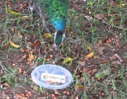 Pavão Comendo 4