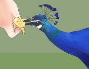 Pavão Comendo 5