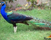 Pavão de Ombros Negros 1