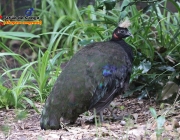 Pavão do Congo 2