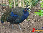 Pavão do Congo 4